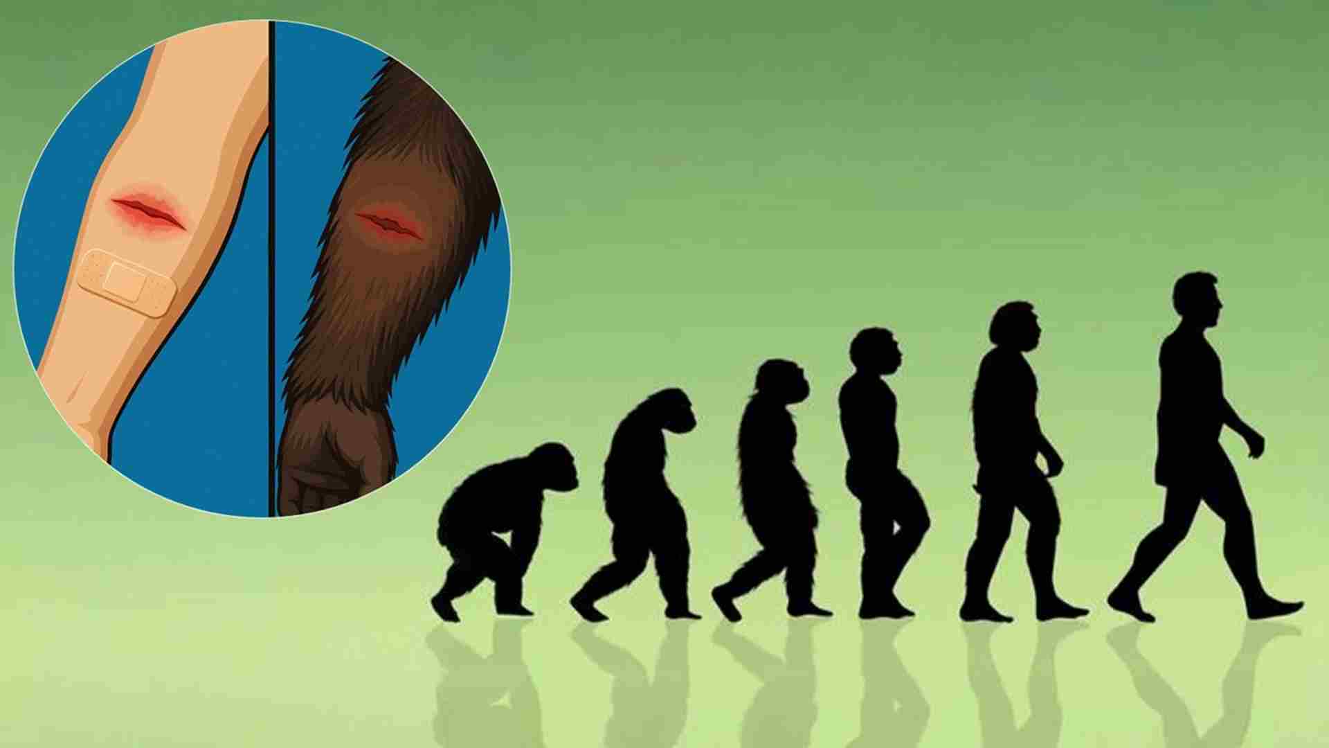 Why Do Humans Heal Slower Than Our Hairy Relatives?