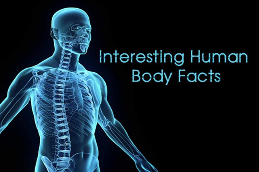 10 Interesting Human Body Facts