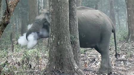 Elephant 'smoking' footage baffles experts