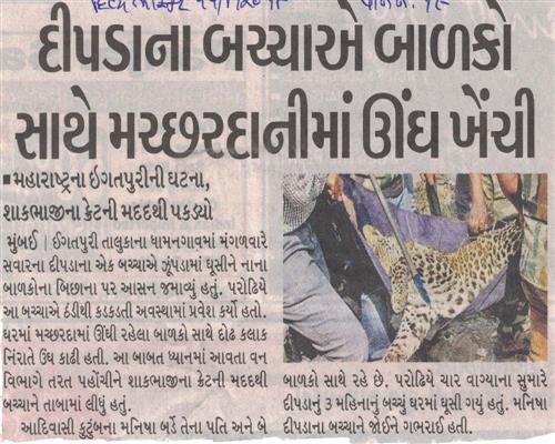 Leopard cub enters hut, dozes off beside 2 kids   