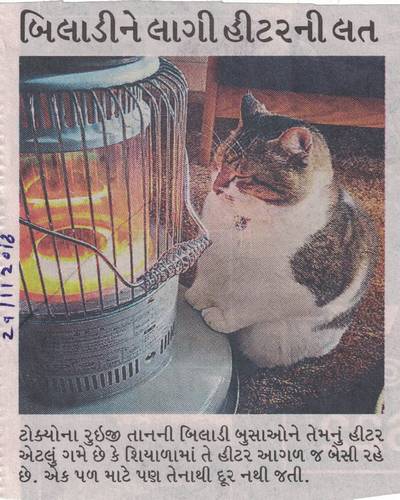 The Cat has a Heater Habit